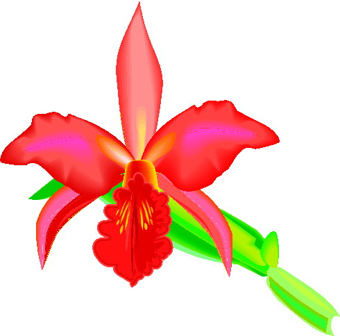 orchidee-bewegende-animatie-0001