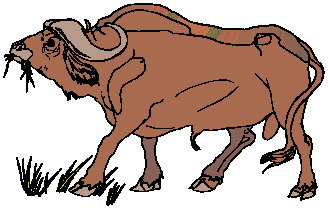 buffel-bewegende-animatie-0022