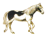 paard-bewegende-animatie-0129