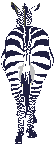zebra-bewegende-animatie-0009