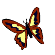 vlinder-bewegende-animatie-0256