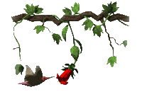 kolibrie-bewegende-animatie-0037