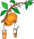 sinaasappel-bewegende-animatie-0004