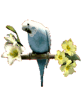 papagaai-bewegende-animatie-0104