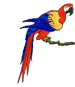 papagaai-bewegende-animatie-0128