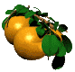 graphics-fruit-966094