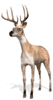 hert-bewegende-animatie-0032