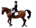 dressage-bewegende-animatie-0002