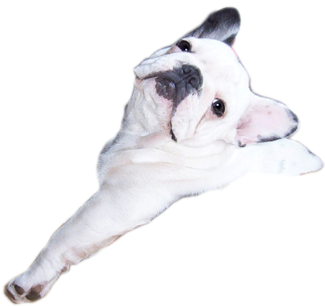 franse-bulldog-bewegende-animatie-0016
