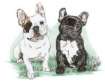 franse-bulldog-bewegende-animatie-0017