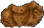 cavia-bewegende-animatie-0062