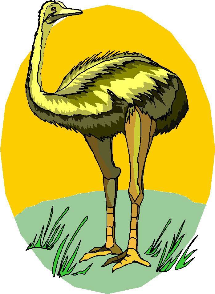 struisvogel-bewegende-animatie-0035