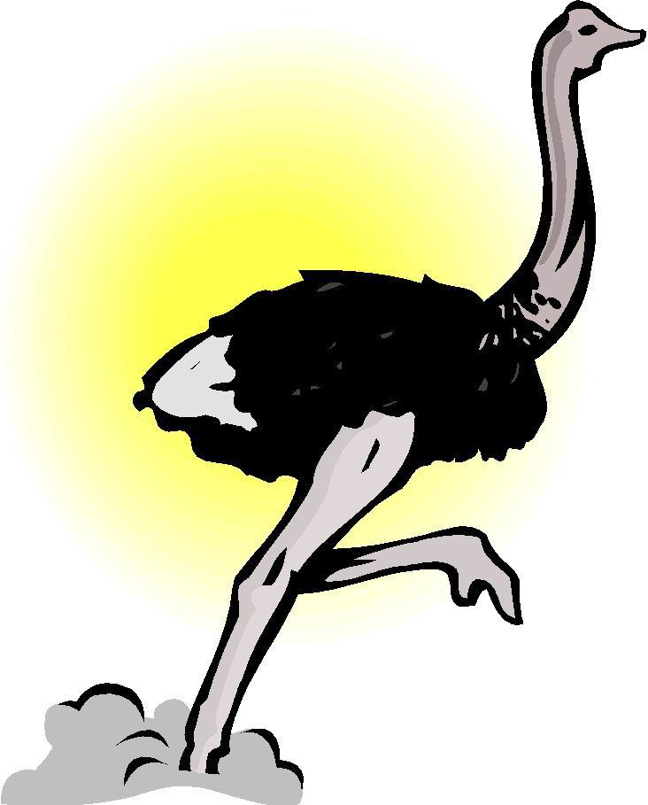 struisvogel-bewegende-animatie-0065