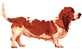 basset-hond-bewegende-animatie-0019
