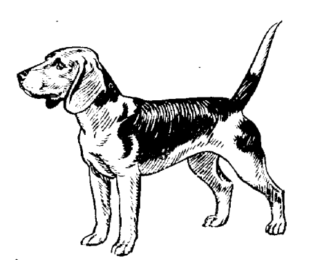 beagle-bewegende-animatie-0014