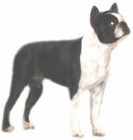 boston-terrier-bewegende-animatie-0013