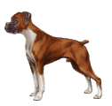 boxer-bewegende-animatie-0027