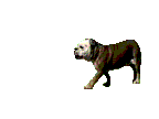 boxer-bewegende-animatie-0028
