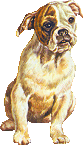 boxer-bewegende-animatie-0034
