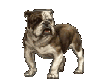 bulldog-bewegende-animatie-0037