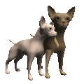 chihuahua-bewegende-animatie-0005