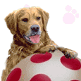 golden-retriever-bewegende-animatie-0007