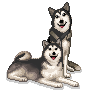 husky-bewegende-animatie-0033