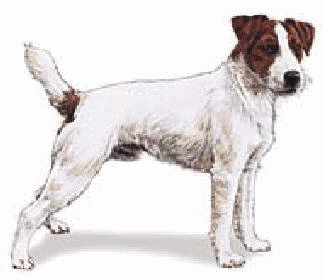 jack-russel-terrier-bewegende-animatie-0005