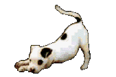 jack-russel-terrier-bewegende-animatie-0008