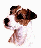 jack-russel-terrier-bewegende-animatie-0021