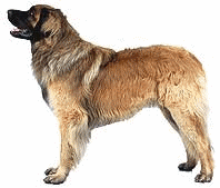 leonberger-bewegende-animatie-0009