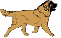 leonberger-bewegende-animatie-0013