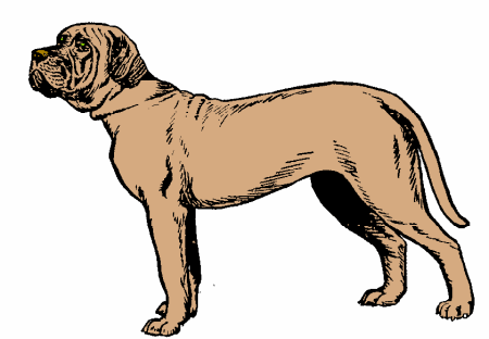 neapolitaanse-mastiff-bewegende-animatie-0019