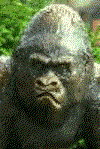 gorilla-bewegende-animatie-0007
