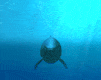 dolfijn-bewegende-animatie-0061