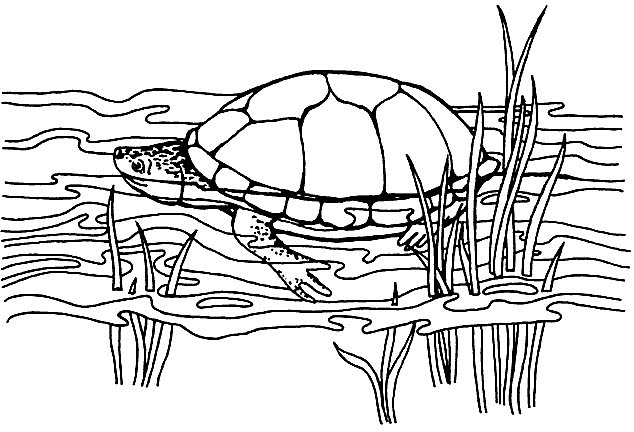 kleurplaat-schildpad-bewegende-animatie-0006