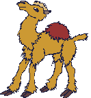 kameel-bewegende-animatie-0033