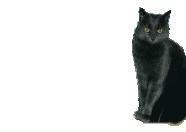 muis-bewegende-animatie-0096