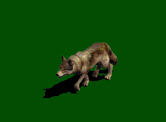 wolf-bewegende-animatie-0054
