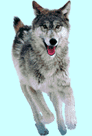 wolf-bewegende-animatie-0063