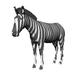 zebra-bewegende-animatie-0012
