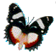 vlinder-bewegende-animatie-0172