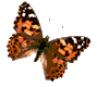 vlinder-bewegende-animatie-0187