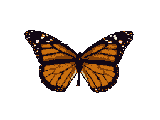 vlinder-bewegende-animatie-0269