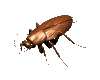 insect-bewegende-animatie-0139