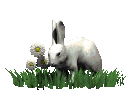 konijn-bewegende-animatie-0586