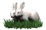 konijn-bewegende-animatie-0589