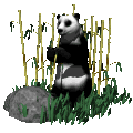 panda-en-pandabeer-bewegende-animatie-0024