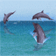 dier-avatar-bewegende-animatie-0017