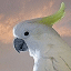 dier-avatar-bewegende-animatie-0018
